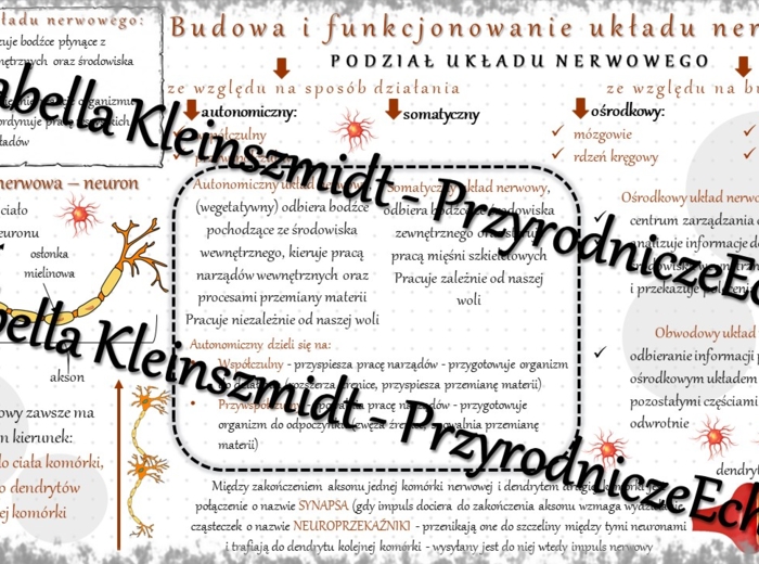 Sketchnotka - notatka „Budowa i funkcje układu nerwowego” wykonana w power point do edycji. Biologia 7; „Regulacja nerwowo-hormonalna”