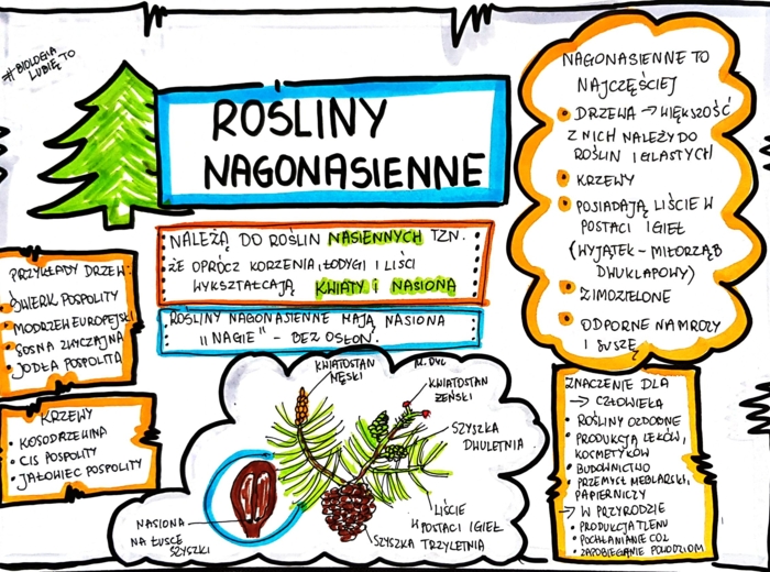 Klasa 5. Biologia. Nagonasienne (karta pracy kolorowa)