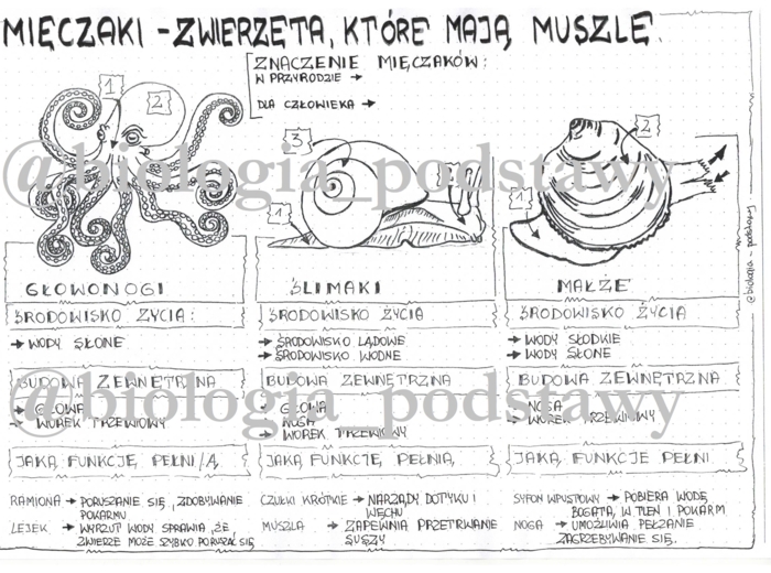 Klasa 6 - Mięczaki - sketchnotka