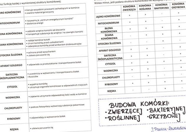 Budowa komórki zwierzęcej, roślinnej, bakteryjnej i grzybowej