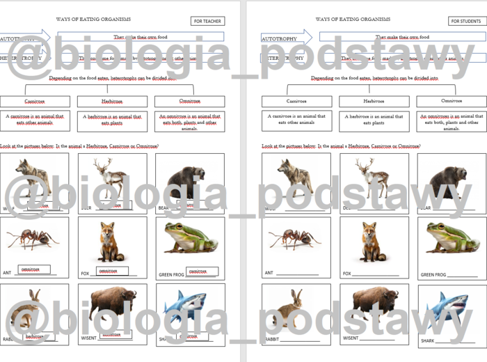 Klasa 4 - Organizmy różnią się sposobem odżywiania - notatka z terminologią angielską