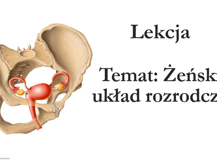 Klasa 7 - Żeński układ rozrodczy - prezentacja