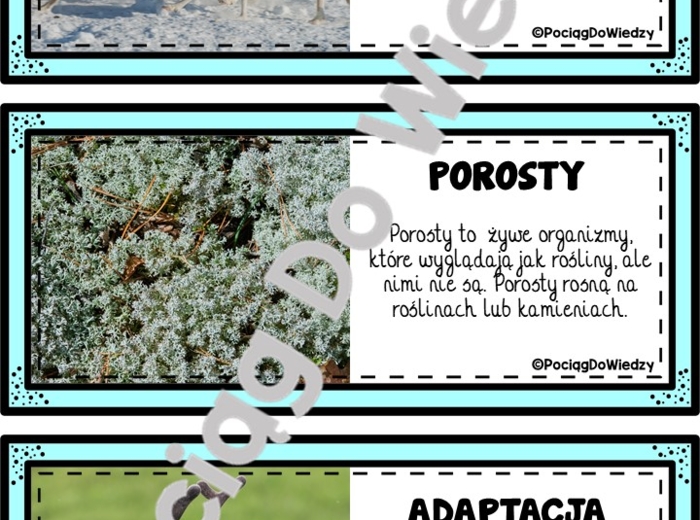 Zima - Wszystko o reniferach