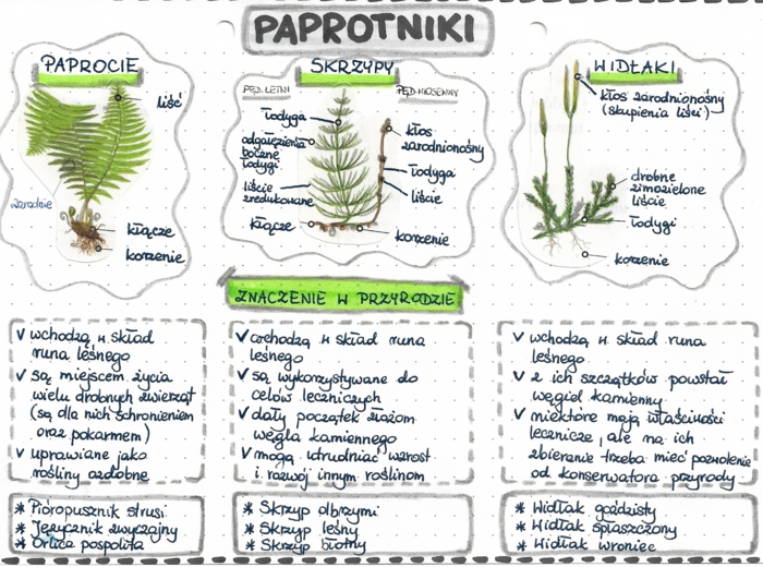 Paprotniki (paprocie, skrzypy, widłaki) - kolor - klasa 5