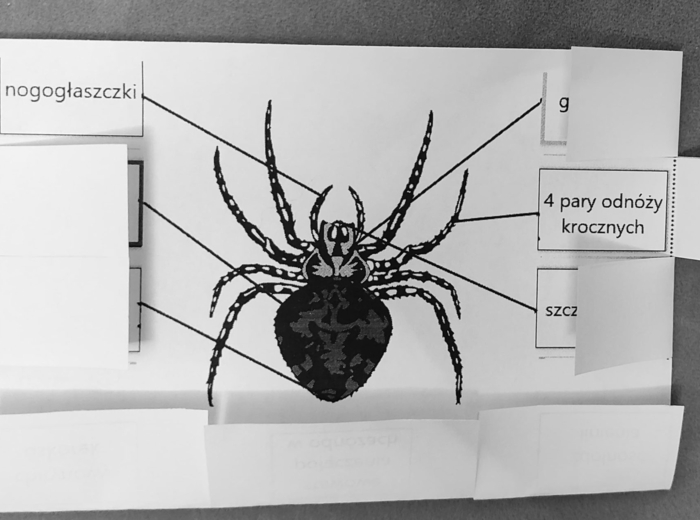 Pajęczaki - okienkowa notatka