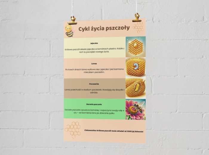Plakaty edukacyjne. Cykl życia pszczoły. Jak prawidłowo segregować odpady?