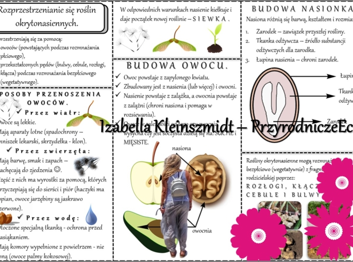 Sketchnotka/książeczka/notatka/wklejka/ściąga dla ucznia i przypomnienie dla nauczyciela/edukacja domowa. Temat „Rozprzestrzenianie się roślin okrytonasiennych”. Materiał w pdf. Biologia 5, dział „Różnorodność roślin”. Nowość 2024/2025.