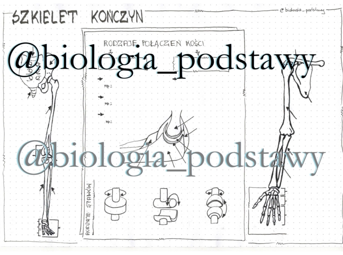 Klasa 7 - Szkielet kończyn i ich obręczy - KP