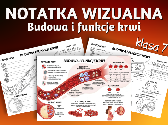 BUDOWA I FUNKCJE KRWI - sketchnotka, notatka wizualna, graficzna - klasa 7, biologia, Puls Życia