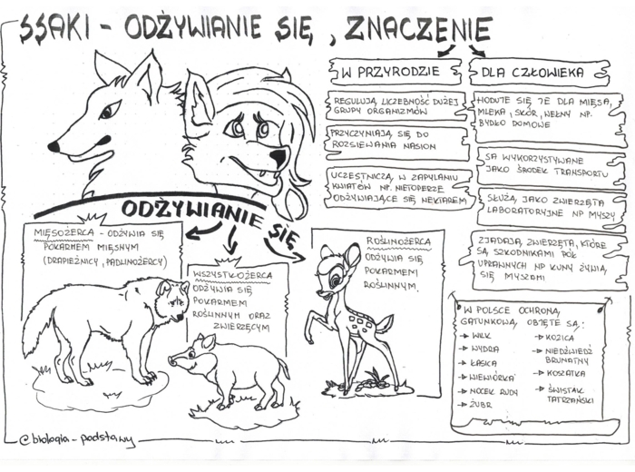 Ssaki - klasa 6 - sketchnotka cz.3
