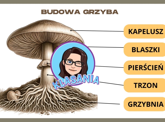 Wklejka- Budowa grzyba