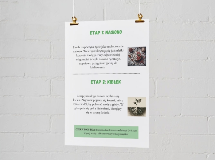 Plakaty edukacyjne. Cykl życia fasoli (etap 1: nasiono, etap 2: kiełek, etap 3: młoda roślina, etap 4: dorosła roślina). Jak segregować śmieci? Kolorowe kosze i co do nich wrzucamy? Najczęstsze błędy i odpady nietypowe.