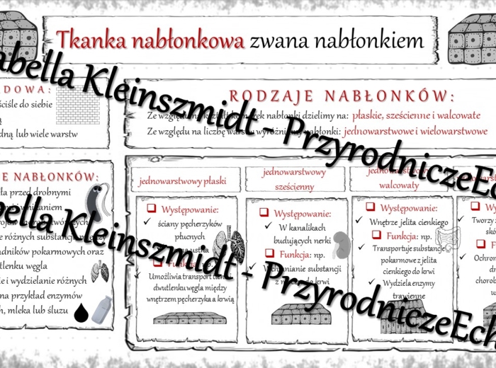 Sketchnotka - notatka „Tkanka nabłonkowa” wykonana w power point do edycji. Biologia 6; „Świat zwierząt”