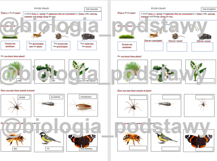 Klasa 4 - Rośliny i zwierzęta wokół nas - notatka w języku angielskim