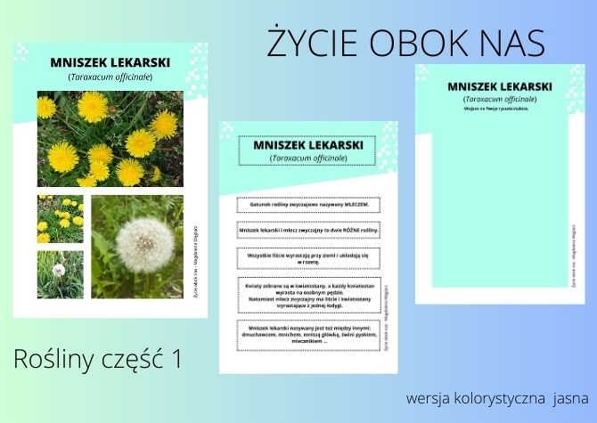 Rośliny część 1 - karty roślin (do pracy samodzielnej) – wersja kolorystyczna jasna