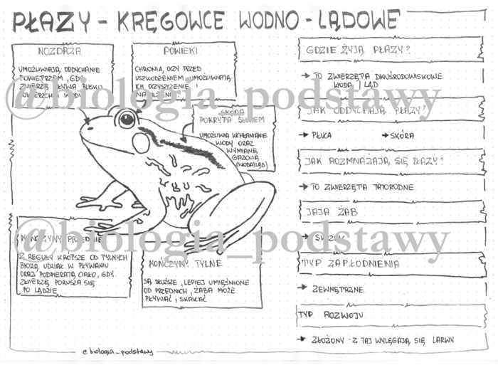 Klasa 6 - Płazy - sketchnotka