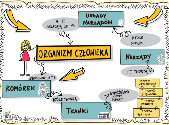 Klasa 7 - Organizm Człowieka