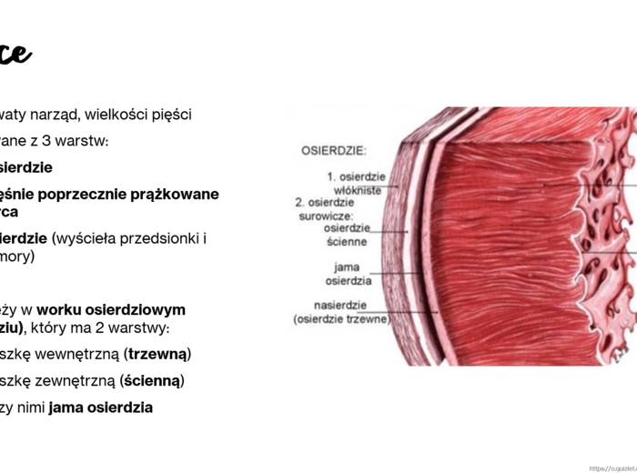 Budowa i funkcje układu krwionośnego KLASA 3 ROZSZERZENIE BIOLOGIA