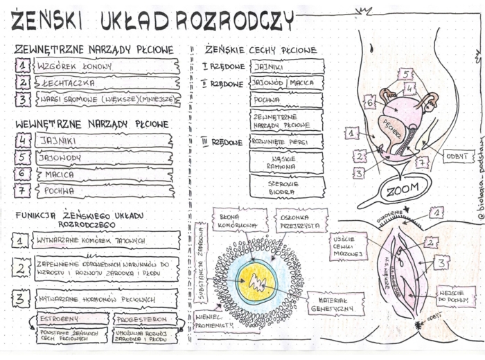 Żeński układ rozrodczy - klasa 7 - kolorowa sketchnotka