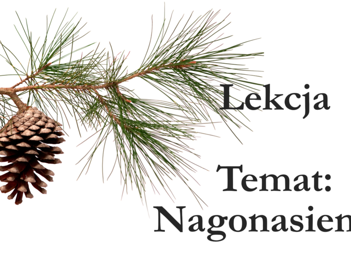 Nagonasienne - zestaw