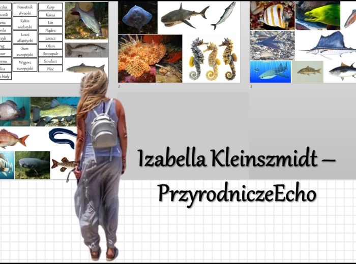 Materiał do zalaminowania/praca w grupach/stacje zadaniowe/układanka/puzzle okienkowa „Przegląd i znaczenie ryb” w pdf. Biologia 6 dział „Kręgowce zmiennocieplne”.