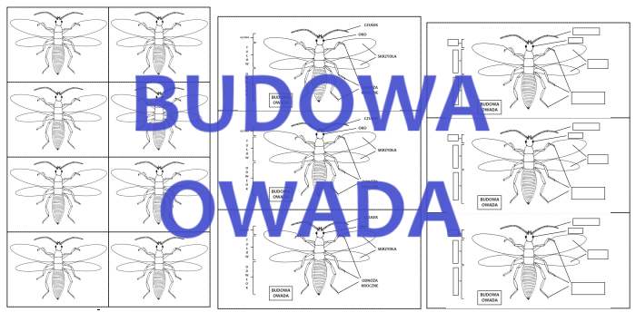 BUDOWA OWADA