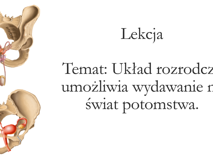 Klasa 4 - Układ rozrodczy - prezentacja