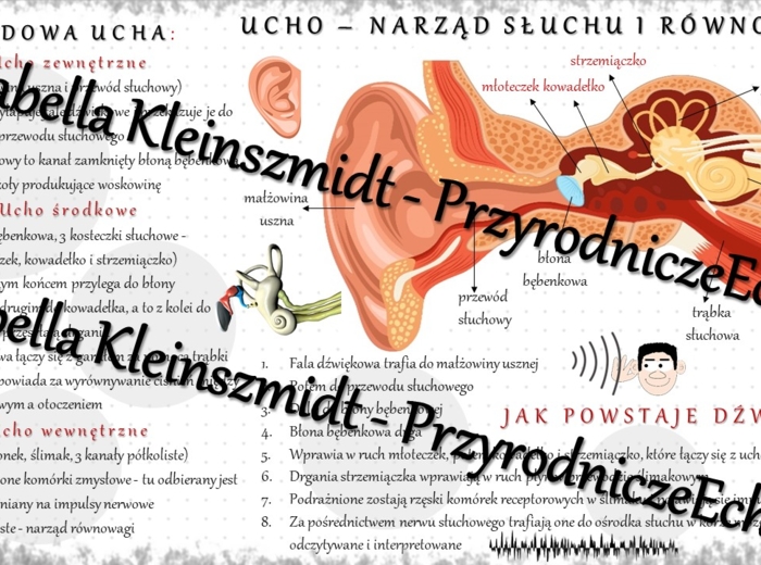Sketchnotka - notatka „Ucho - narząd słuchu i równowagi” wykonana w power point do edycji. Biologia 7; „Narządy zmysłów”