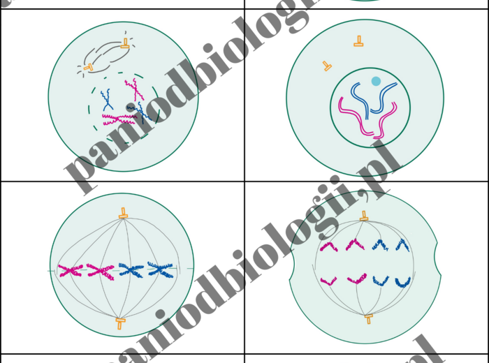 Fiszki - cykl komórkowy, mitoza, mejoza