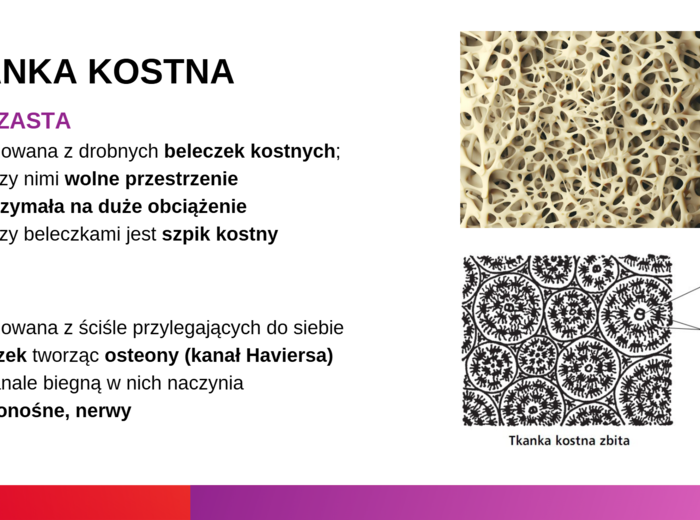 Układ ruchu KLASA 3 ROZSZERZENIE BIOLOGIA