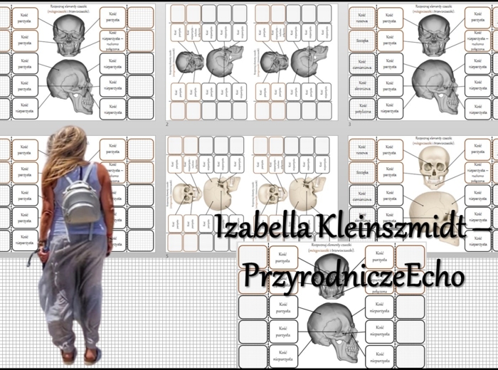 Notatka okienkowa/stacja zadaniowe/notatka interaktywna/notatka graficzna/karta pracy/sketchnotka "Budowa i rola szkieletu osiowego" „Budowa czaszki” w pdf. Biologia 7, dział „Aparat ruchu”. Materiał wykonany na podstawie podręcznika z wydawnictwa Nowa E