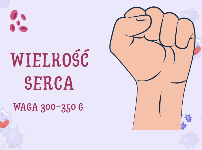 Prezentacja z układu krwionośnego - Budowa i działanie serca - klasa 7 SP - plik do pobrania