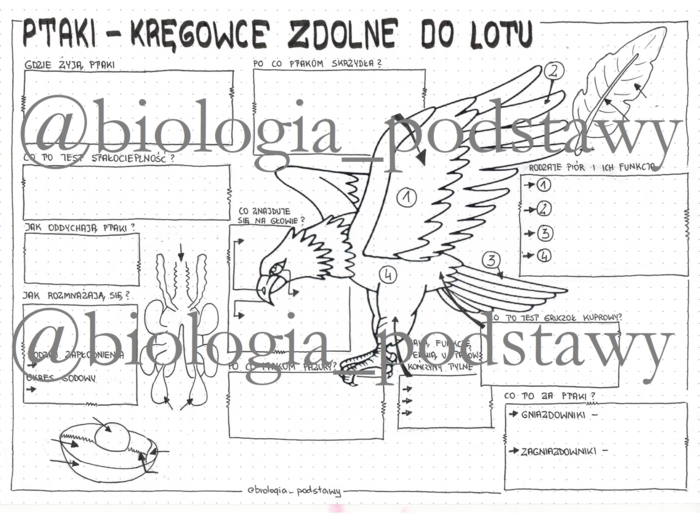Ptaki - klasa 6 - sketchnotka