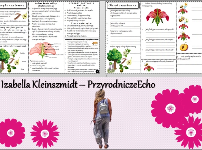Minizestaw do tematu „Okrytonasienne” – sketchnotka + karta pracy w pdf + gratisowy link do prezentacji multimedialnej niekomercyjnej wykonanej w genial.ly do indywidualnego pobrania i użycia do celów niekomercyjnych. Biologia 5, Dział „Różnorodność rośl