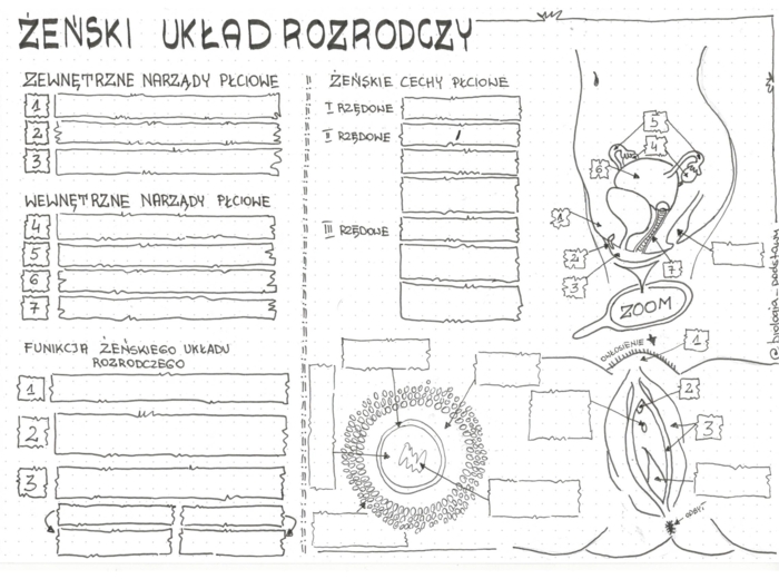 Żeński układ rozrodczy - klasa 7 - KP