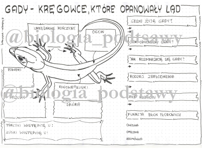 Klasa 6 - Gady - karta pracy