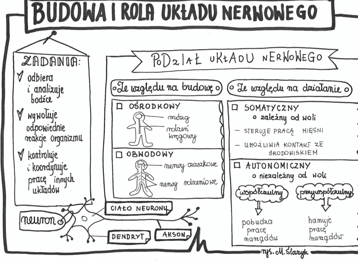 Klasa 7. Biologia. Budowa i rola układu nerwowego