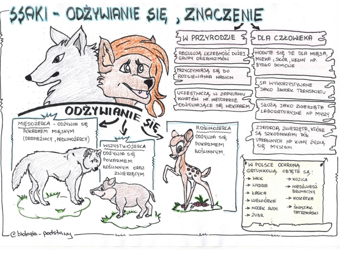 Ssaki - klasa 6 - kolorowa sketchnotka cz.3