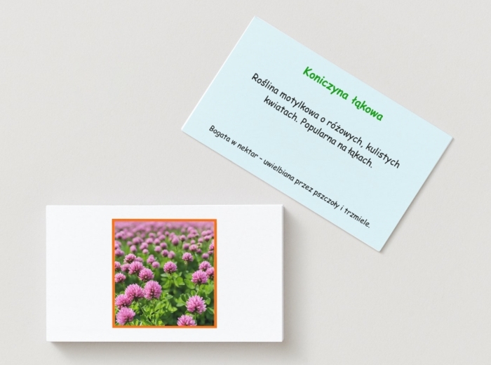 Memory z gatunkami zwierząt i roślin. Rośliny, zwierzęta, owady.