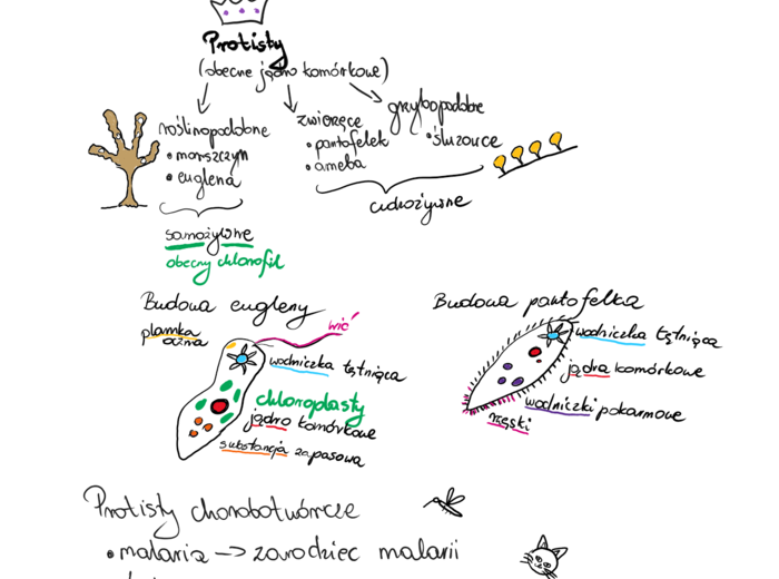 Protisty- notatka z lekcji