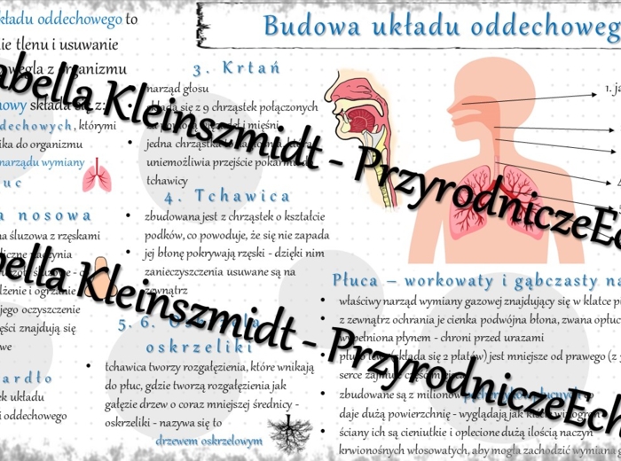 Sketchnotka - notatka „Budowa i funkcjonowanie układu oddechowego” wykonana w power point do edycji. Biologia 7; „Układ oddechowy