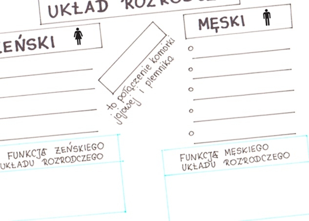 Układ rozrodczy - KP