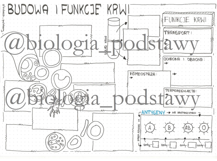 Klasa 7 - Budowa krwi - sketchnotka
