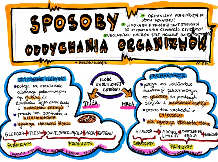 Klasa 5. Biologia. Sposoby oddychania organizmów (karta pracy kolorowa)