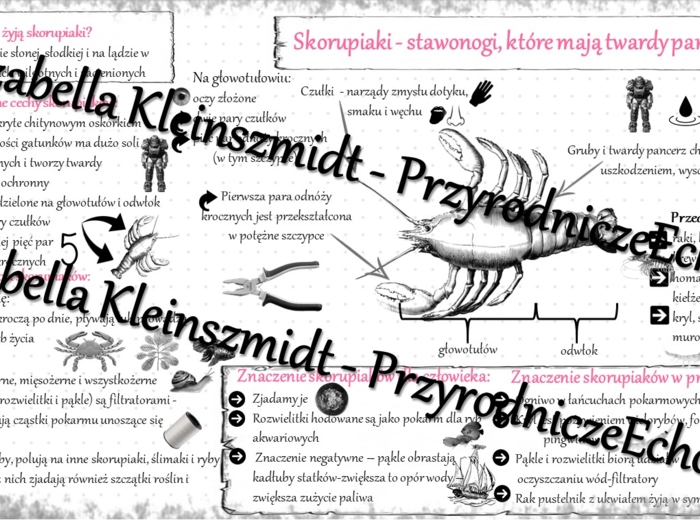 Sketchnotka - notatka „Skorupiaki - stawonogi, które mają twardy pancerz” wykonana w power point do edycji. Biologia 6; „Stawonogi i mięczaki”