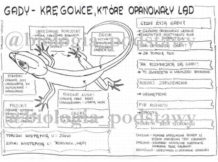 Klasa 6 - Gady - sketchnotka