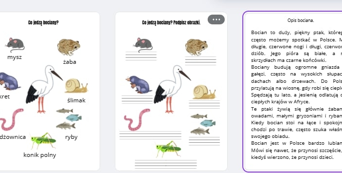 Bocian - części ciała, opis, pożywienie bociana