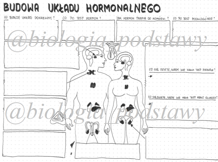 Klasa 7 - Budowa układu hormonalnego KP - sketchnotka
