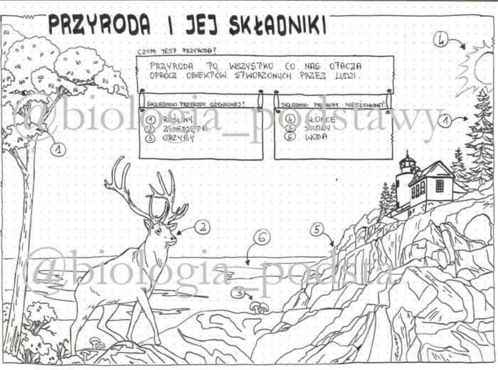 Klasa 4 - Przyroda i jej składniki - sketchnotka