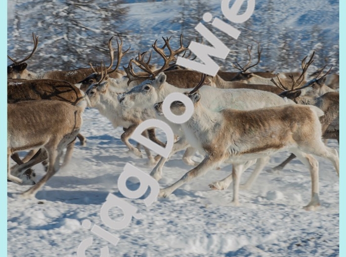 Zima - Wszystko o reniferach